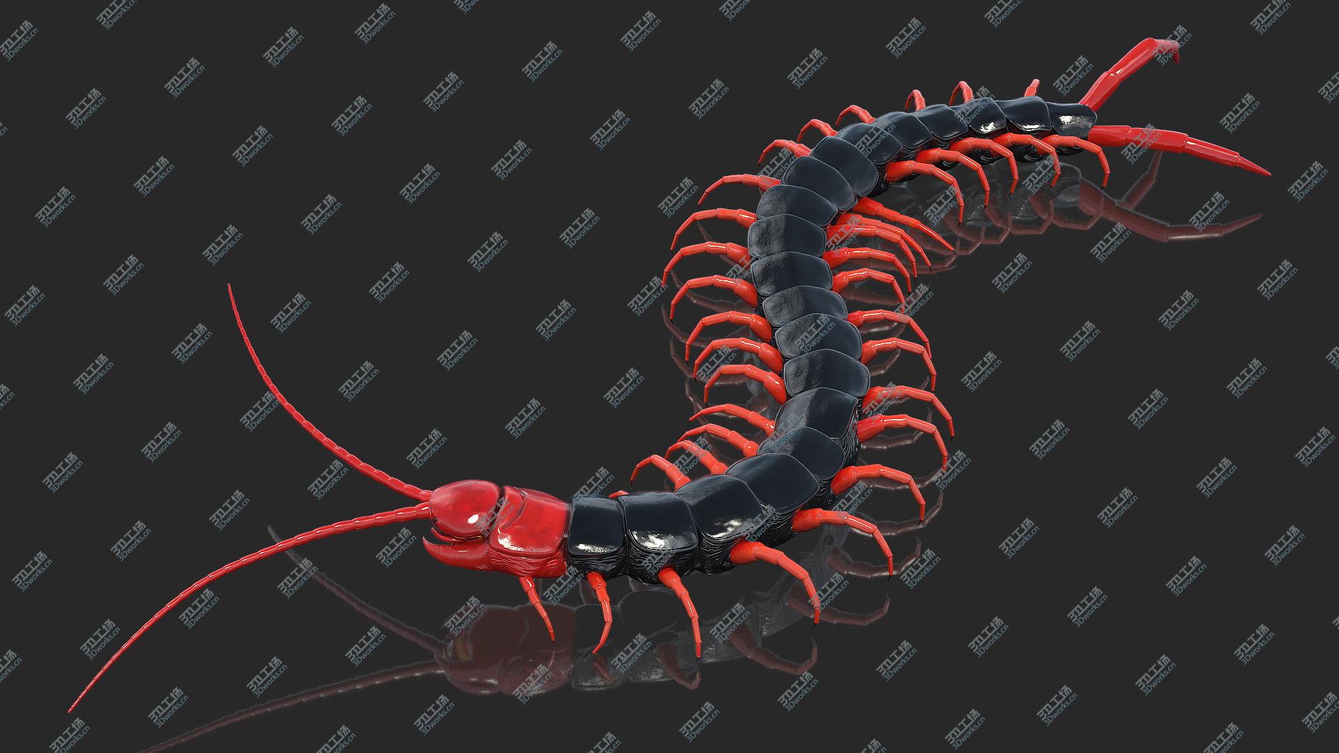 images/goods_img/202105071/3D Scolopendra Subspinipes Mutilans Rigged/1.jpg